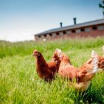 Чому і чим домашні курячі яйця відрізняються від магазинних кури