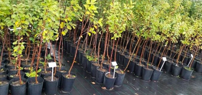 саженцы с закрытой корневой системой
